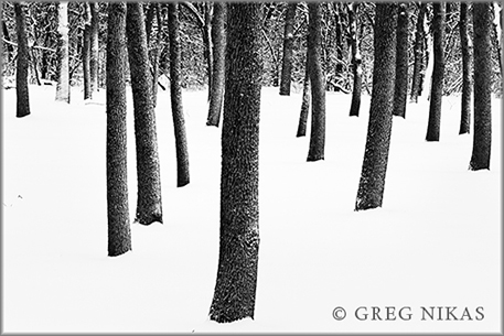 "NEWBURY TREES" © GREG NIKAS